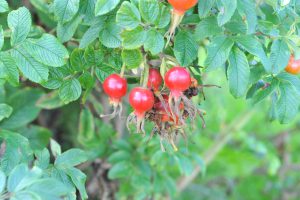 Die Heilpflanze des Monats Oktober 2018 „Hagebutte“