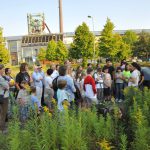 Die Schafgarbe - Heilpflanze im August