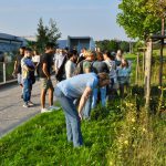 Die Schafgarbe - Heilpflanze im August