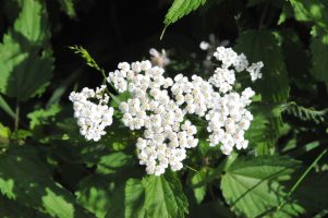 Die Schafgarbe – Heilpflanze im August