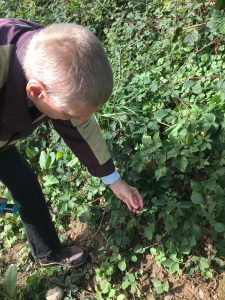 Heilkräuter Wanderung vom 22. September 2018