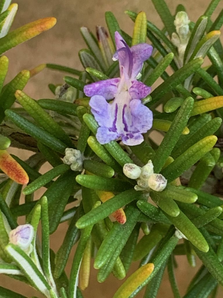Rosmarinblüte
