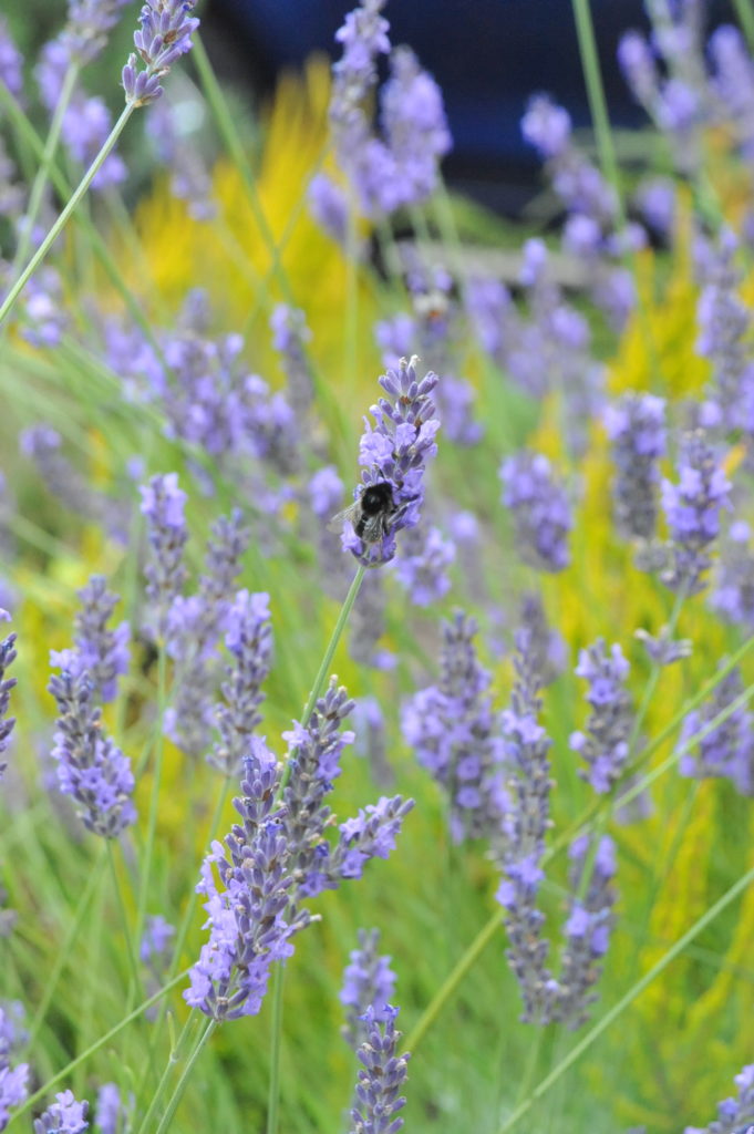 Lavendula augustifolia