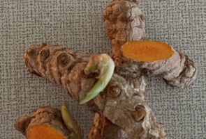 Kurkuma – die Heilpflanze im Januar