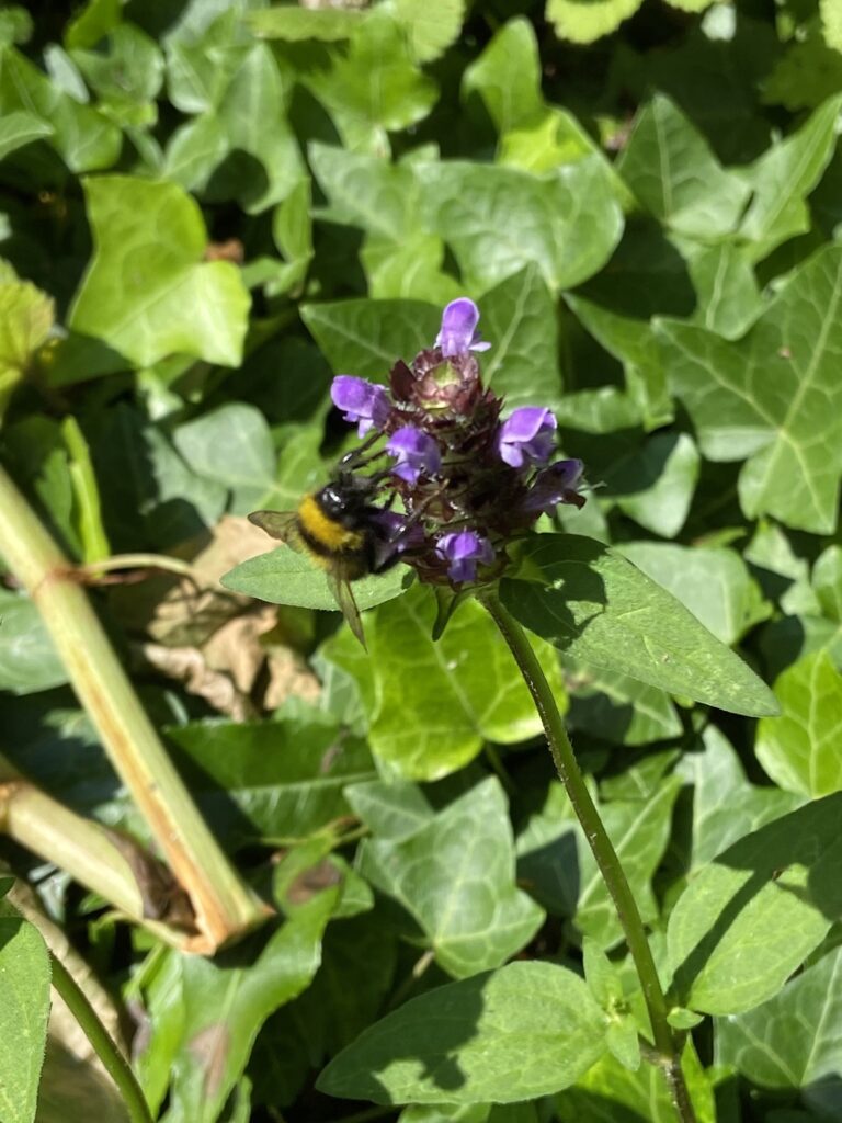 kleine Braunelle mit Biene