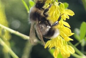 Echter Steinklee – die Heilpflanze im August