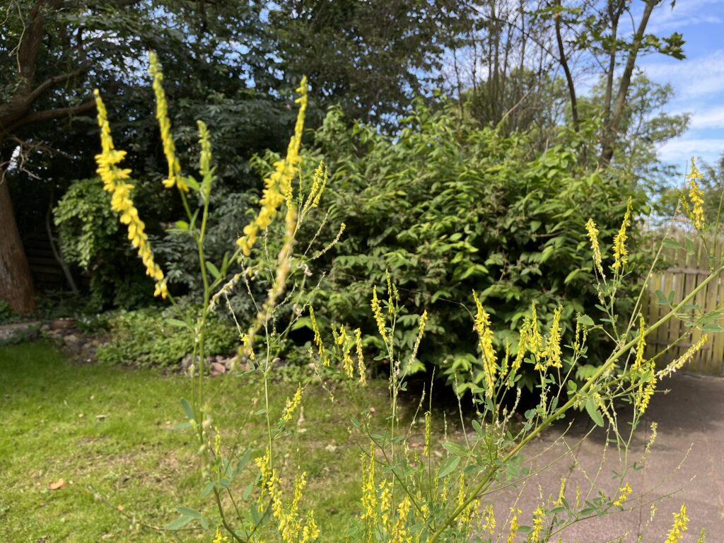 Echter Steinklee - die Heilpflanze im August