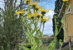 Alant – die Heilpflanze im September