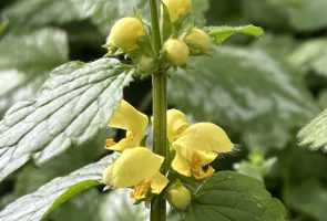 Die Goldnessel – Heilpflanze im Februar