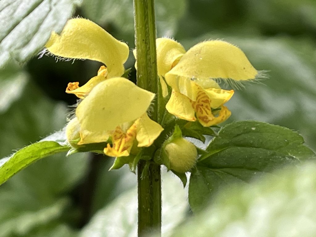 Die Goldnessel - Heilpflanze im Februar