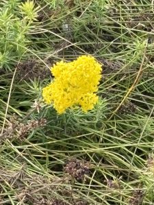 Das echte Labkraut - Heilpflanze im September Das echte Labkraut - Heilpflanze im September